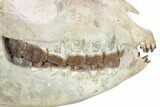 Fossil Running Rhino (Hyracodon) Skull - South Dakota #280259-6